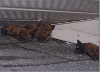 Bat Problem