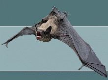 Montmorency County Bat Control