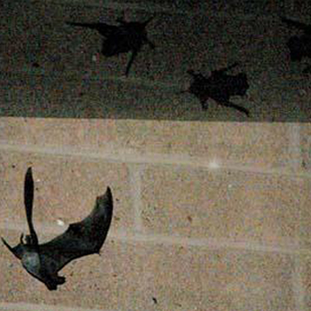 Bat Control Tucson